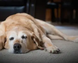 Foto De ce obosești chiar și după un somn lung? 6 răspunsuri pe care nu le-ai auzit