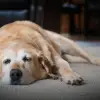 Foto De ce obosești chiar și după un somn lung? 6 răspunsuri pe care nu le-ai auzit