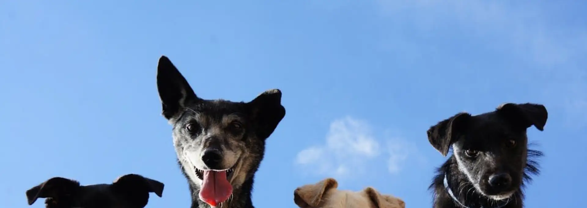 Foto Consiliul Județean Olt construieşte un adăpost pentru câinii fără stăpân pe un teren de 5.100 mp, la Caracal