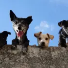 Foto Consiliul Județean Olt construieşte un adăpost pentru câinii fără stăpân pe un teren de 5.100 mp, la Caracal