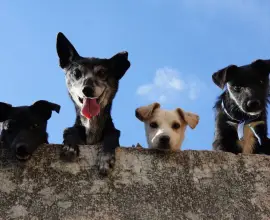 Foto Consiliul Județean Olt construieşte un adăpost pentru câinii fără stăpân pe un teren de 5.100 mp, la Caracal