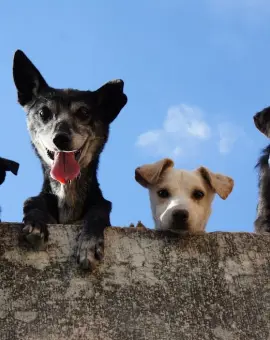 Foto Consiliul Județean Olt construieşte un adăpost pentru câinii fără stăpân pe un teren de 5.100 mp, la Caracal