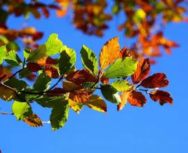 Foto Vremea în noiembrie. Doar prima săptămână din lună va avea temperaturi peste cele obişnuite