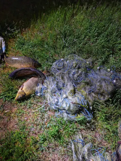 Foto Jandarmii au aplicat sute de amenzi și au confiscat zeci de unelte folosite la braconaj pe râul Olt, în primele zece luni ale anului