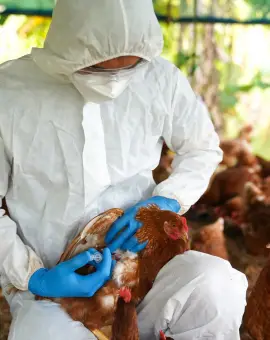 Foto DSVSA Olt impune măsuri pentru prevenirea apariţiei gripei aviare