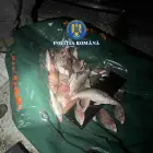 Foto Tânăr prins la braconaj piscicol pe râul Olt, în apropierea localităţii vâlcene Drăgoeşti