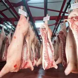 Foto Prețuri crescute artificial la carnea de porc, femieri revoltați. Ministrul Agriculturii: „Vine din Spania și pleacă de la abator carne românească”