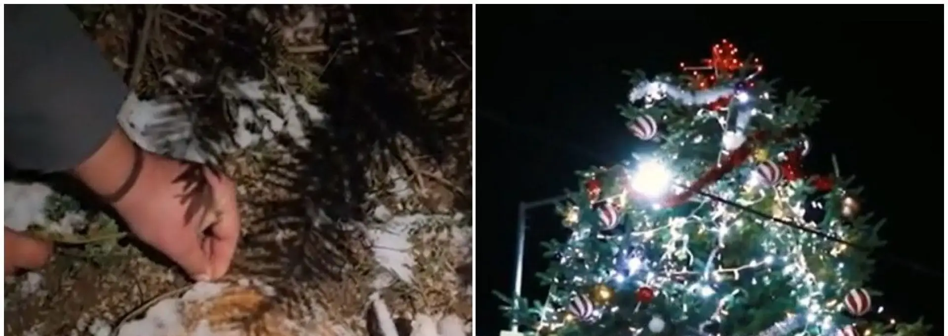 Foto Situație halucinantă: Bradul de Crăciun din piața centrală a fost tăiat de pe mormântul unui localnic