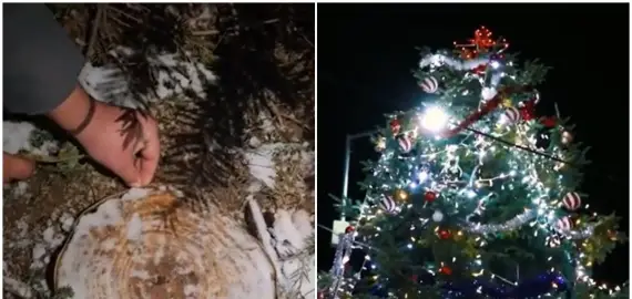 Foto Situație halucinantă: Bradul de Crăciun din piața centrală a fost tăiat de pe mormântul unui localnic