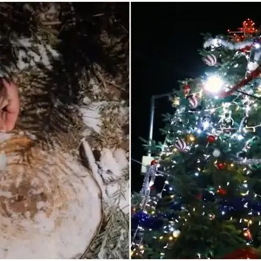 Foto Situație halucinantă: Bradul de Crăciun din piața centrală a fost tăiat de pe mormântul unui localnic