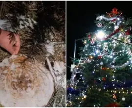 Foto Situație halucinantă: Bradul de Crăciun din piața centrală a fost tăiat de pe mormântul unui localnic