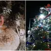 Foto Situație halucinantă: Bradul de Crăciun din piața centrală a fost tăiat de pe mormântul unui localnic