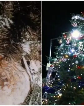Foto Situație halucinantă: Bradul de Crăciun din piața centrală a fost tăiat de pe mormântul unui localnic