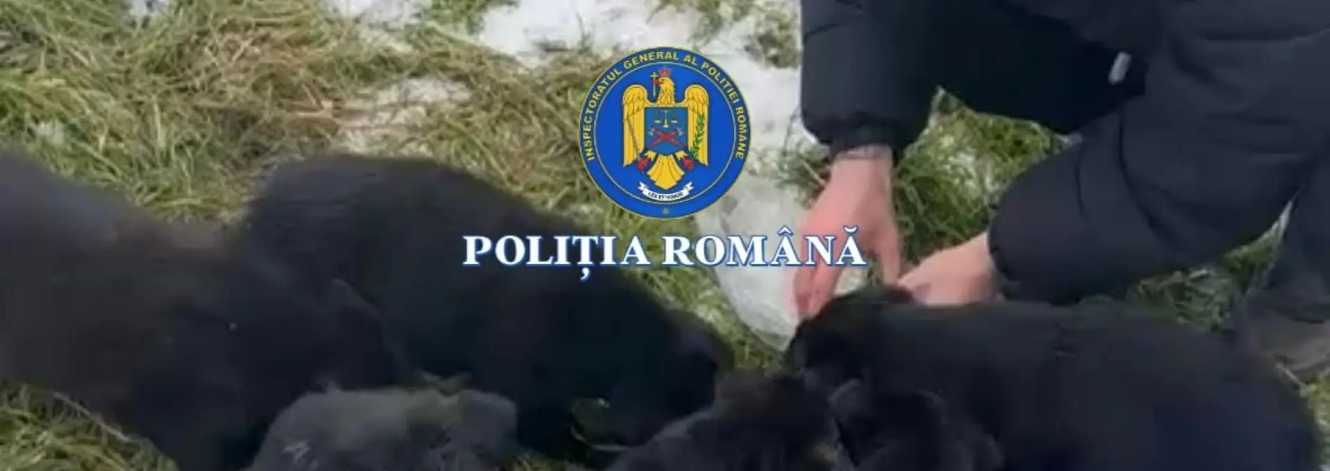 Foto Dosar penal pentru o femeie din Slatina, care a abandonat şase căţei în ger