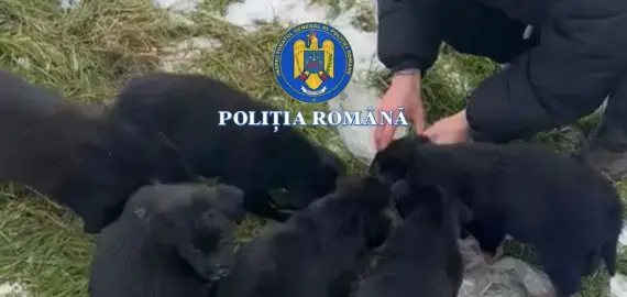 Foto Dosar penal pentru o femeie din Slatina, care a abandonat şase căţei în ger