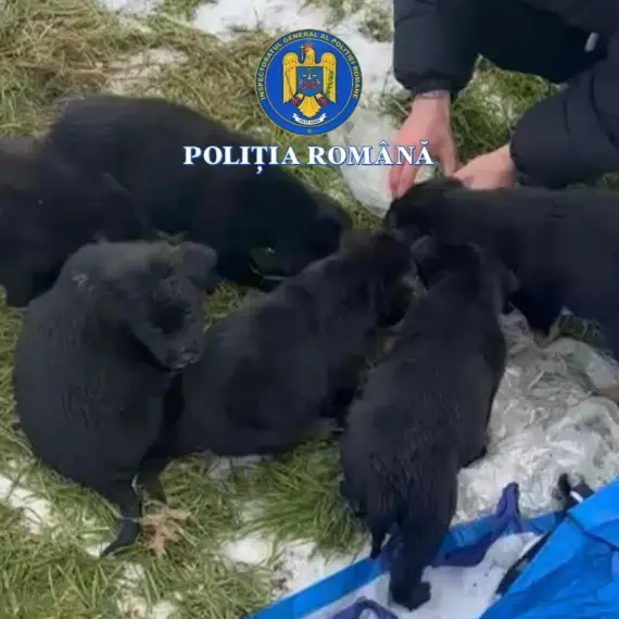 Foto Dosar penal pentru o femeie din Slatina, care a abandonat şase căţei în ger