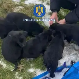 Foto Dosar penal pentru o femeie din Slatina, care a abandonat şase căţei în ger