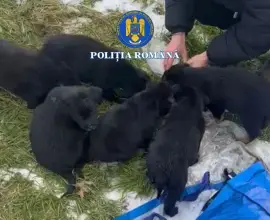 Foto Dosar penal pentru o femeie din Slatina, care a abandonat şase căţei în ger