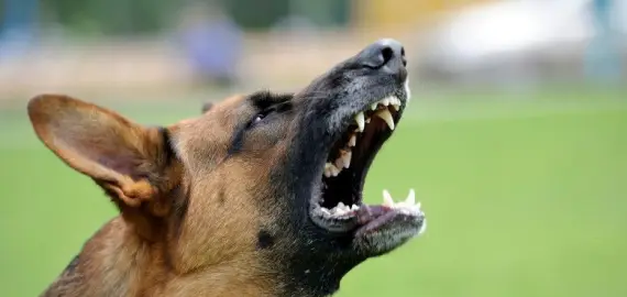 Foto Animale ucise la o stână din Curtișoara de câinii vecinului. Proprietarul, sancționat de polițiști