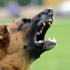 Foto Animale ucise la o stână din Curtișoara de câinii vecinului. Proprietarul, sancționat de polițiști