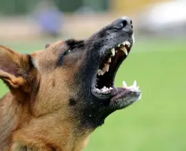 Foto Animale ucise la o stână din Curtișoara de câinii vecinului. Proprietarul, sancționat de polițiști