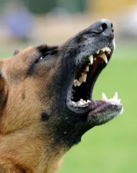 Foto Animale ucise la o stână din Curtișoara de câinii vecinului. Proprietarul, sancționat de polițiști