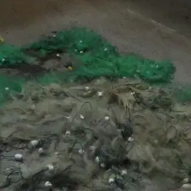 Foto Braconaj piscicol în zona Hidrocentralei Ipoteşti