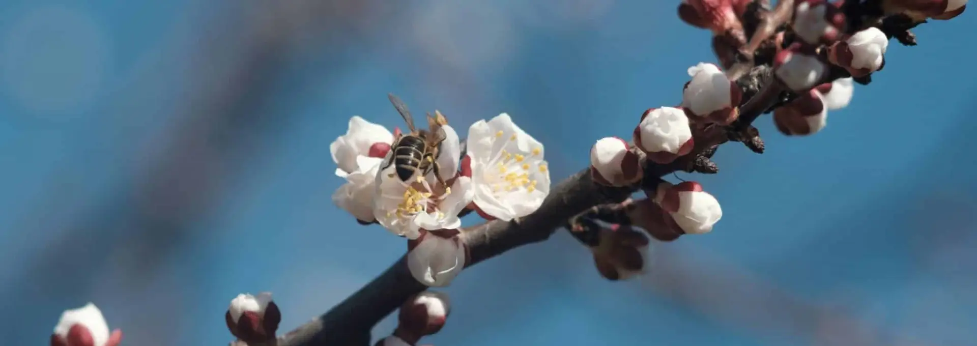 Foto Cum va fi vremea în prima lună de primăvară. Prognoza ANM