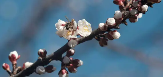 Foto Cum va fi vremea în prima lună de primăvară. Prognoza ANM