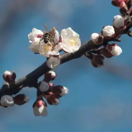 Foto Cum va fi vremea în prima lună de primăvară. Prognoza ANM