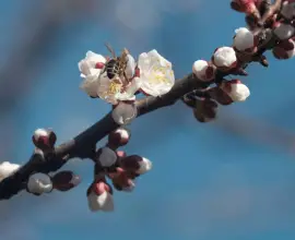 Foto Cum va fi vremea în prima lună de primăvară. Prognoza ANM