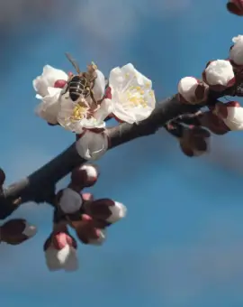 Foto Cum va fi vremea în prima lună de primăvară. Prognoza ANM