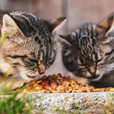 Foto Importanța nutriției echilibrate în îngrijirea pisicilor