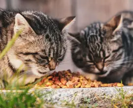 Foto Importanța nutriției echilibrate în îngrijirea pisicilor