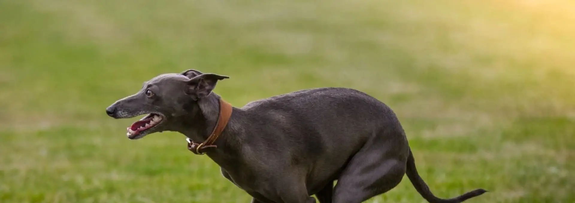 Foto Cruzime în Olt: Un adolescent a asmuțit mai mulți ogari asupra unei pisici și a postat imaginile pe internet