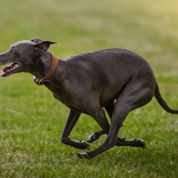 Foto Cruzime în Olt: Un adolescent a asmuțit mai mulți ogari asupra unei pisici și a postat imaginile pe internet