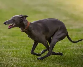 Foto Cruzime în Olt: Un adolescent a asmuțit mai mulți ogari asupra unei pisici și a postat imaginile pe internet