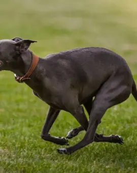 Foto Cruzime în Olt: Un adolescent a asmuțit mai mulți ogari asupra unei pisici și a postat imaginile pe internet