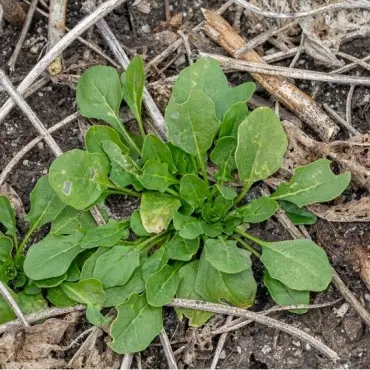 Foto Sfaturi pentru combaterea buruienilor dicotiledonate anuale cu Kwizda Agro 