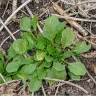 Foto Sfaturi pentru combaterea buruienilor dicotiledonate anuale cu Kwizda Agro 