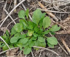 Foto Sfaturi pentru combaterea buruienilor dicotiledonate anuale cu Kwizda Agro 