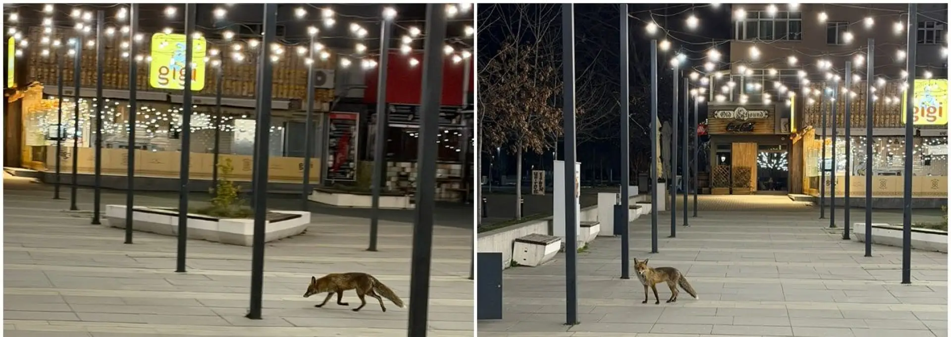 Foto O vulpe a ajuns în centrul Slatinei (FOTO)