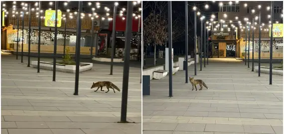 Foto O vulpe a ajuns în centrul Slatinei (FOTO)