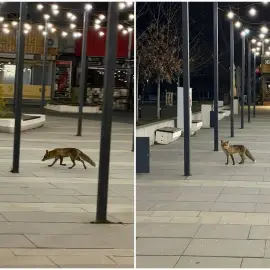 Foto O vulpe a ajuns în centrul Slatinei (FOTO)