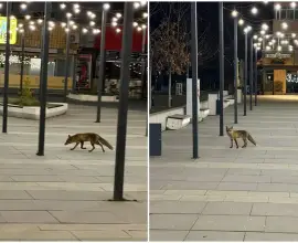 Foto O vulpe a ajuns în centrul Slatinei (FOTO)