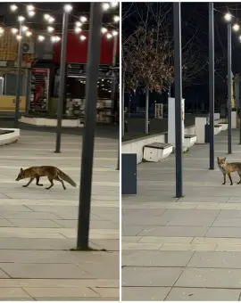Foto O vulpe a ajuns în centrul Slatinei (FOTO)