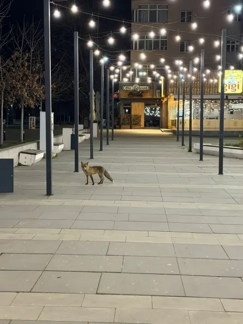 Foto O vulpe a ajuns în centrul Slatinei (FOTO)
