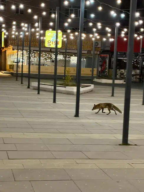 Foto O vulpe a ajuns în centrul Slatinei (FOTO)