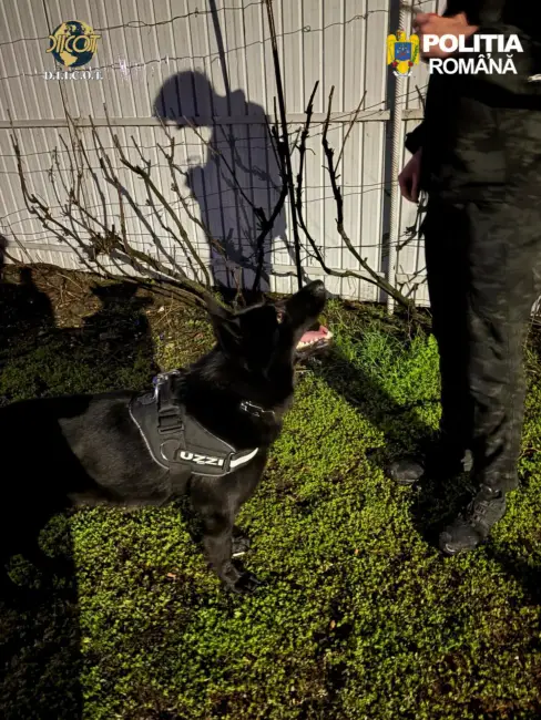 Foto Tânăr, din Olt, arestat pentru trafic cu substanţe psihoactive