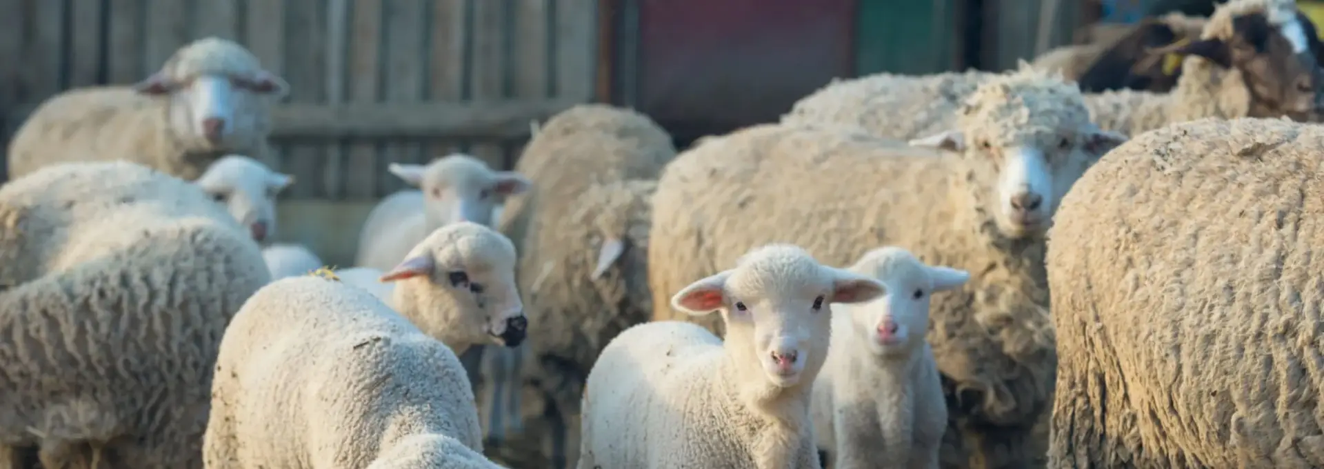 Foto Centre temporare de sacrificare a mieilor, doar în Balş şi Osica de Sus